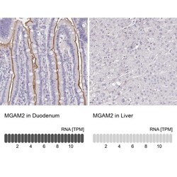 MGAM2 Antibody, Novus Biologicals:Antibodies:Primary Antibodies